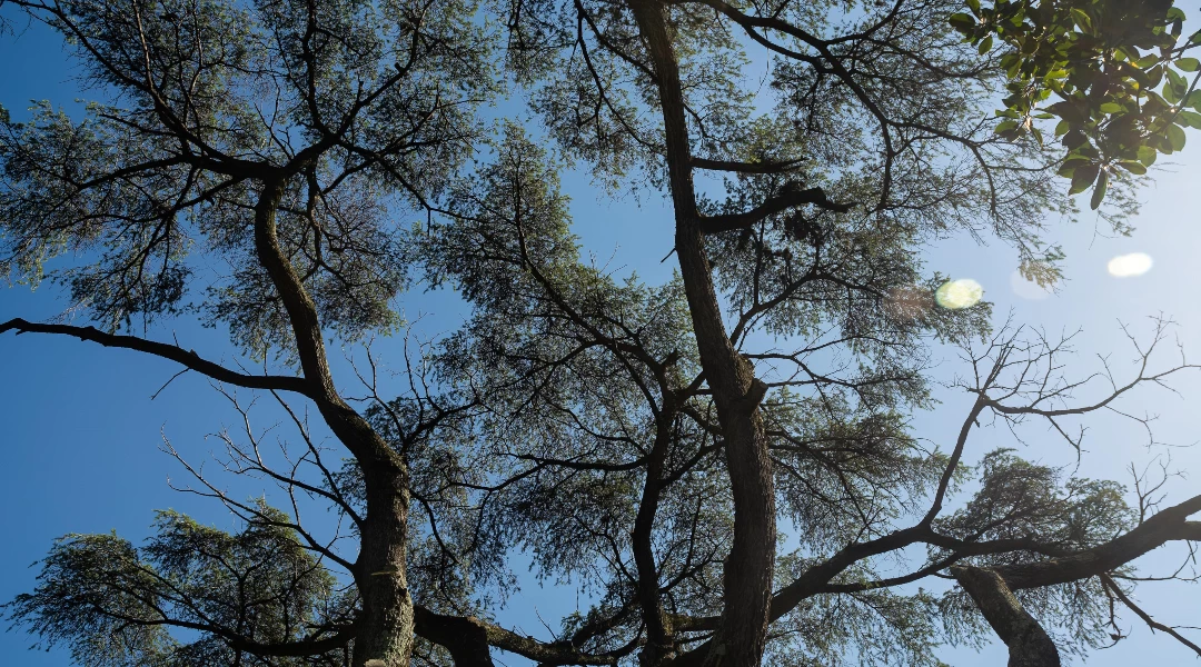 Cedro del Líbano