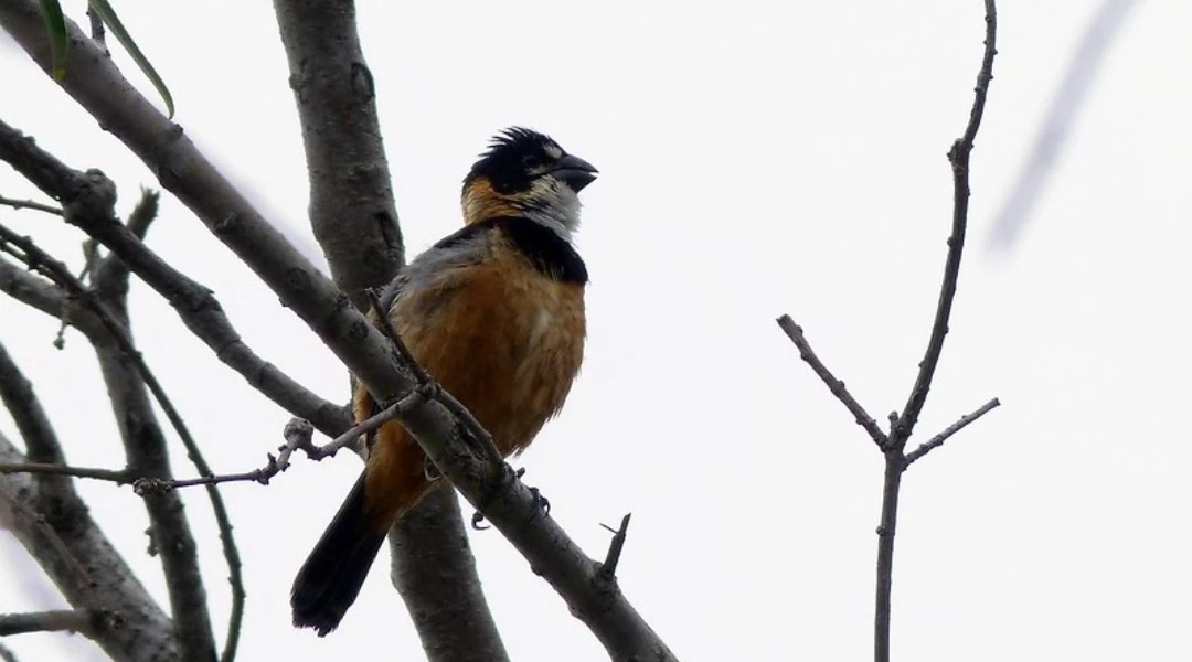 Avistaje de aves